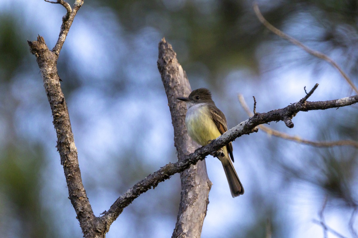 Stolid Flycatcher - ML653312240