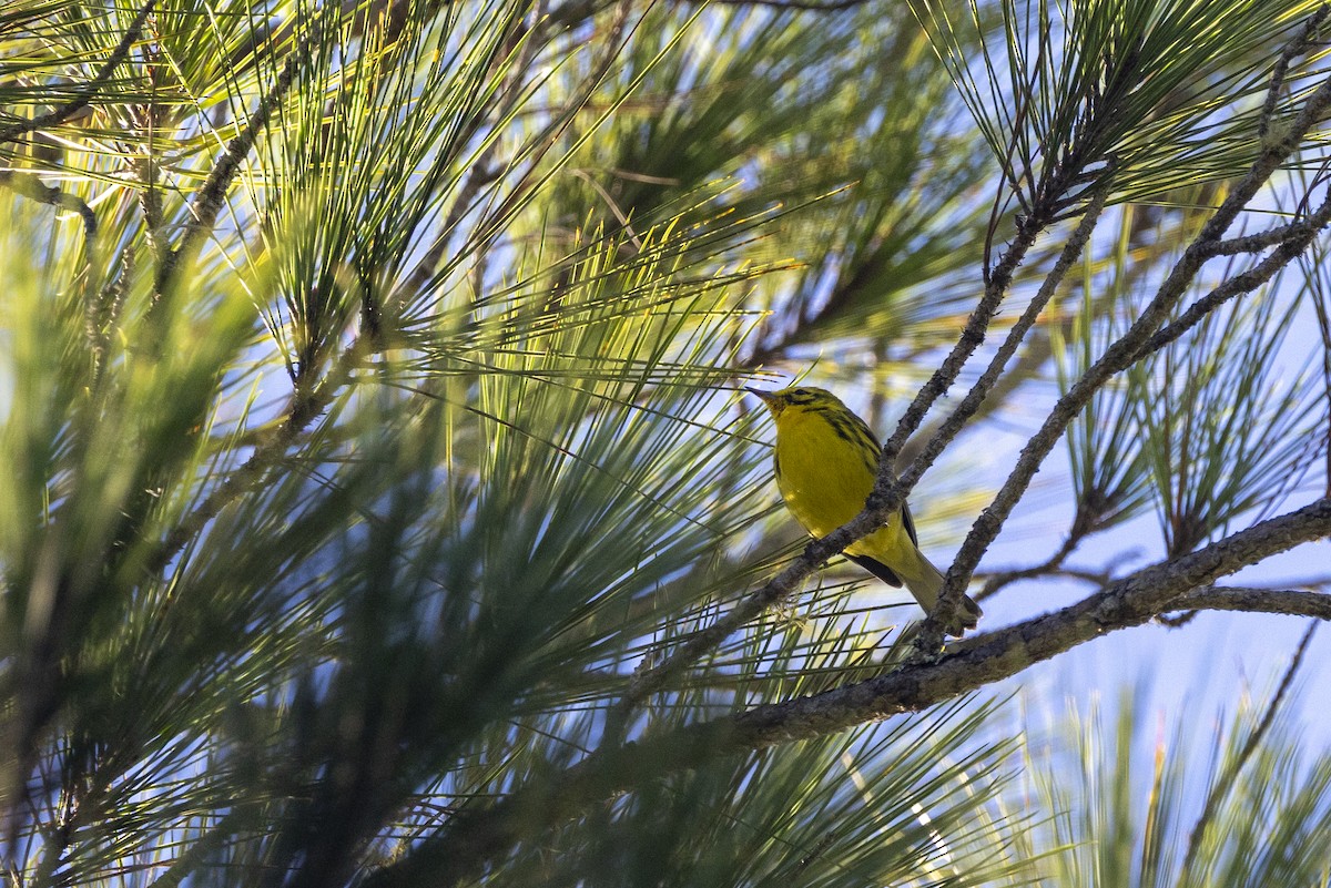 Prairie Warbler - ML653312341