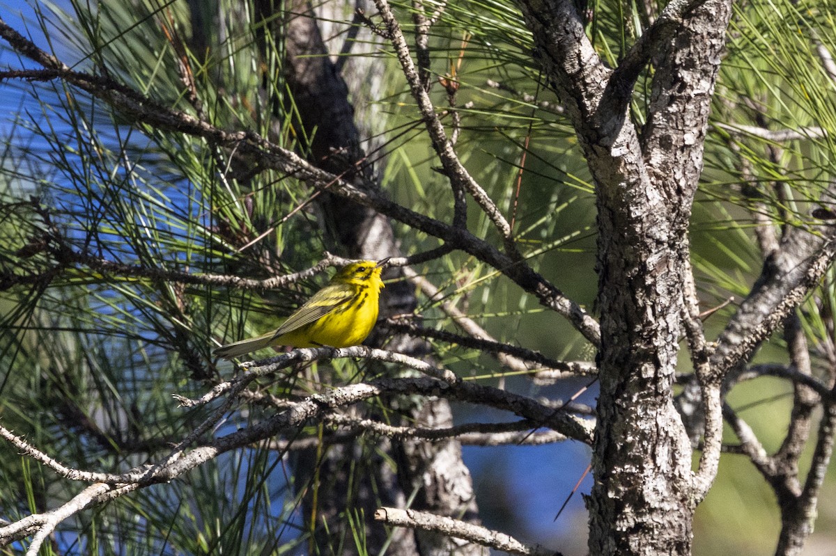 Prairie Warbler - ML653312342