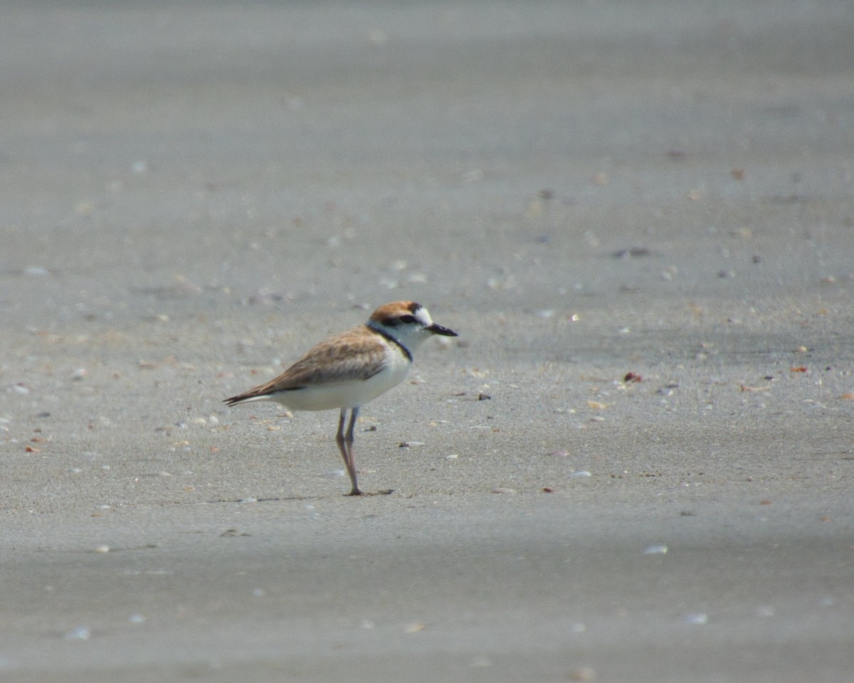 Malaysian Plover - ML653312555