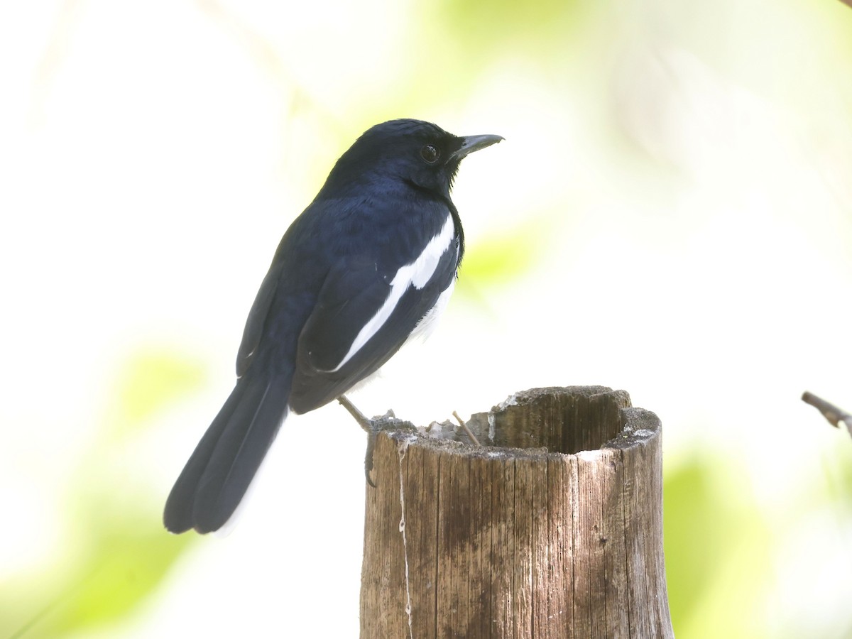 Oriental Magpie-Robin - ML653312635