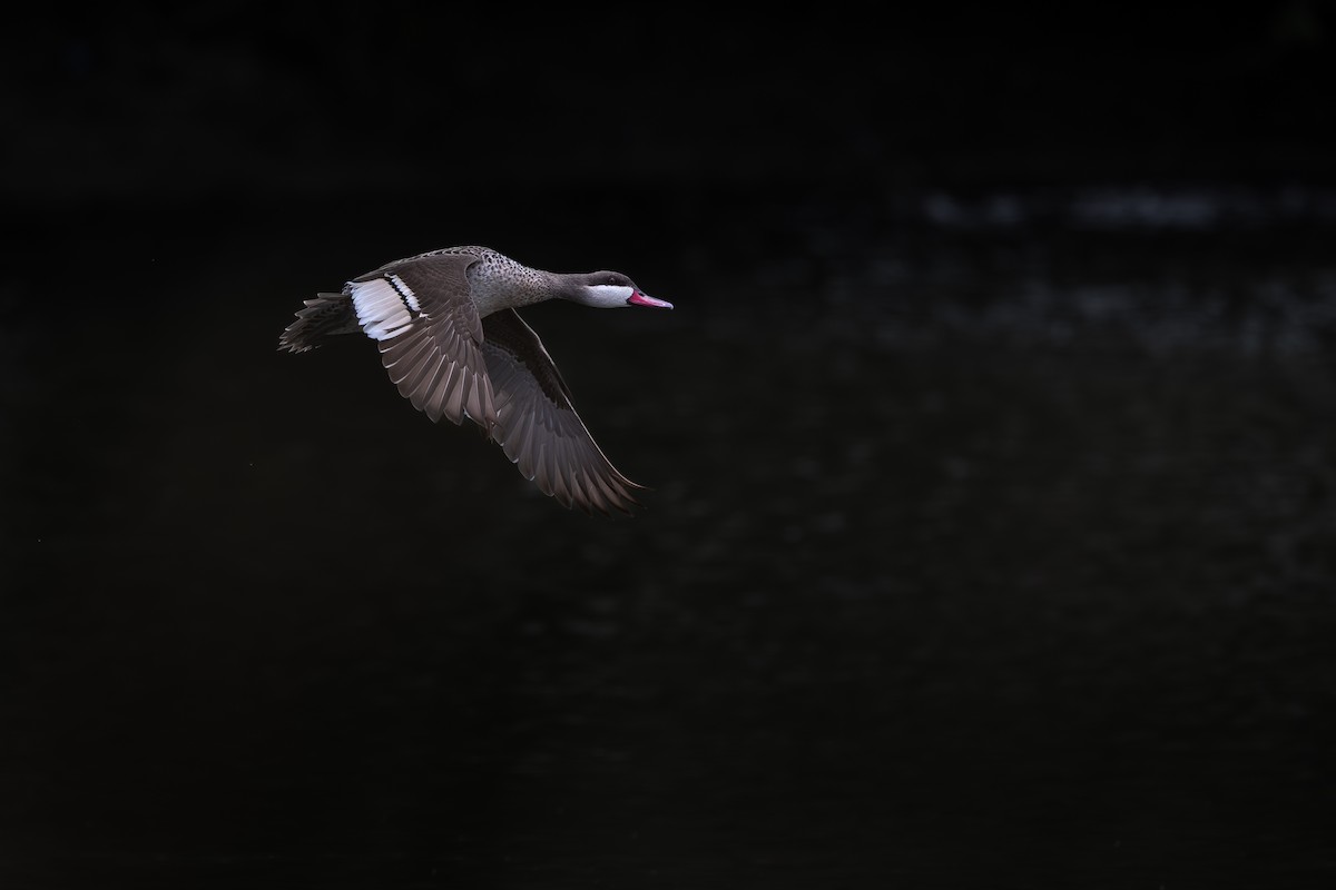 Ahate mokogorria - ML653318732