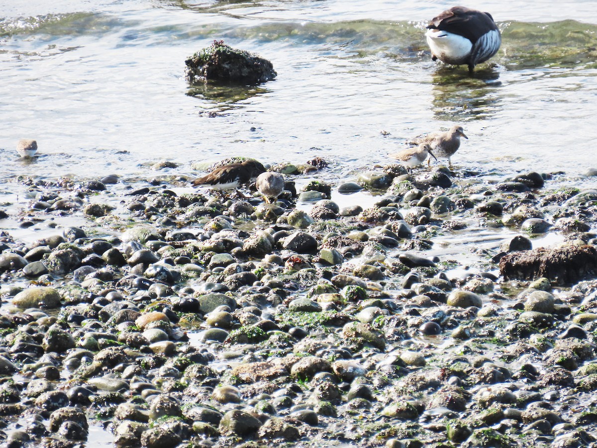 eBird Checklist - 22 Mar 2026 - Charles Richey Sr. Viewpoint - 19 species
