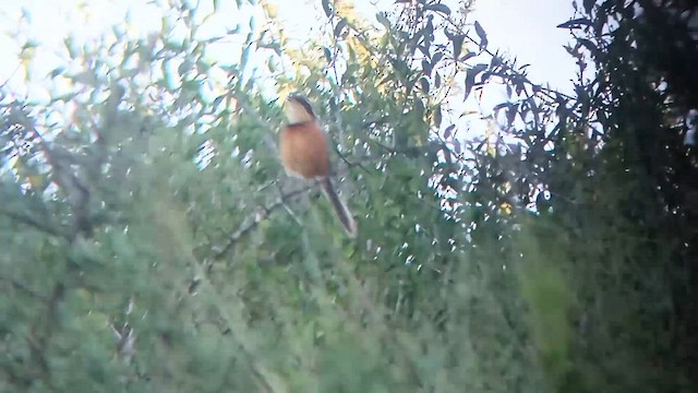 Olive-crowned Crescentchest - ML653320900