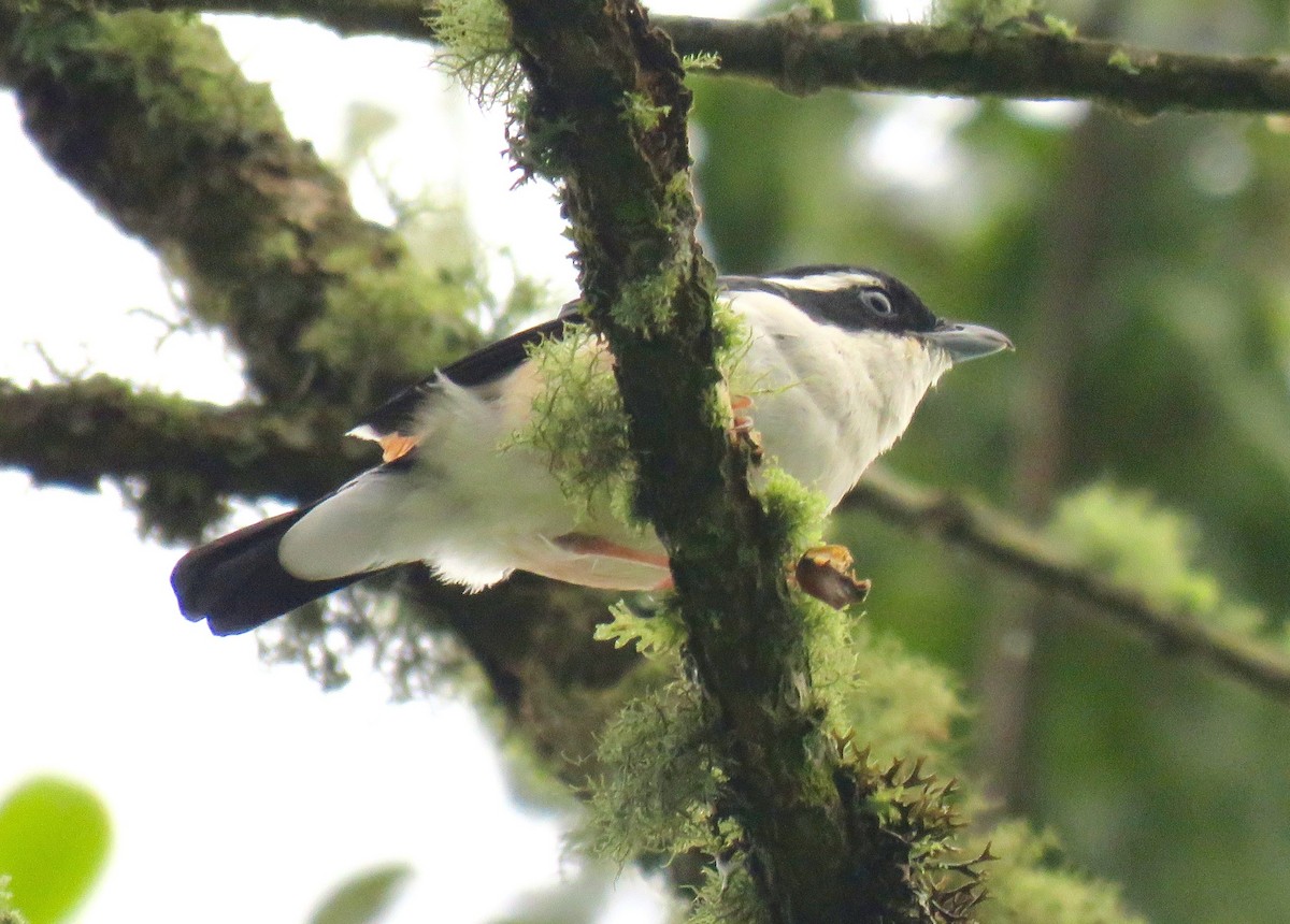 White-browed Shrike-Babbler (Himalayan) - Mich Coker