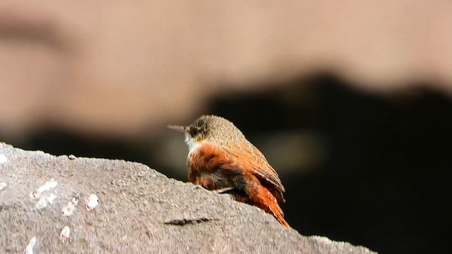Canyon Wren - ML653322381