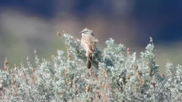 Sagebrush Sparrow - ML653322700