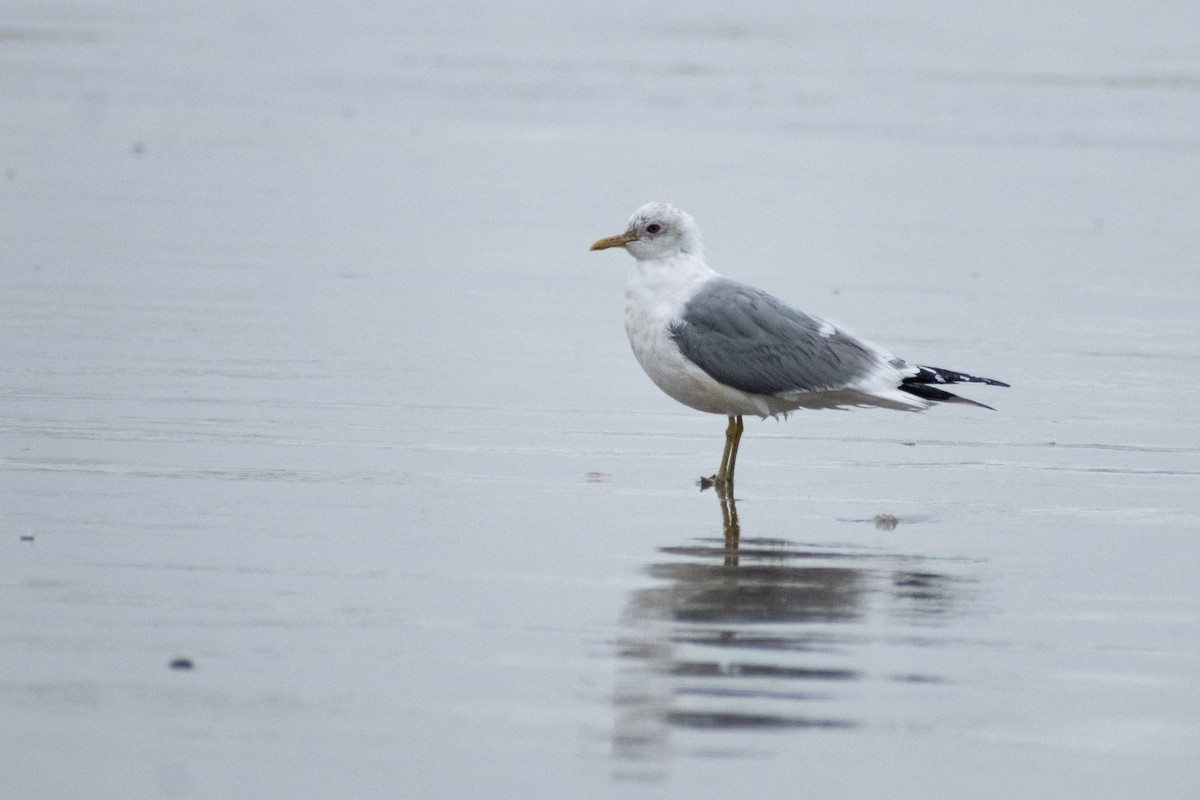 Short-billed Gull - ML653323815