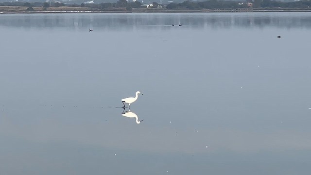 לבנית קטנה - ML653324114