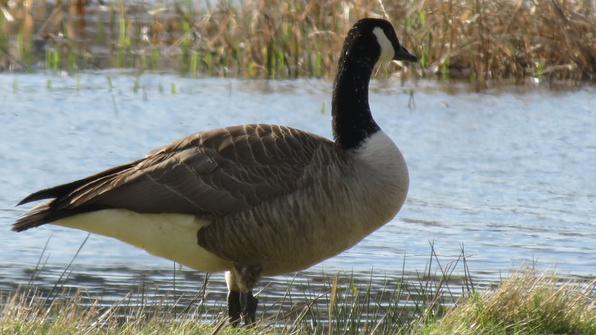 eBird Checklist - 22 Mar 2026 - Billy Frank Jr. Nisqually NWR - 19 species