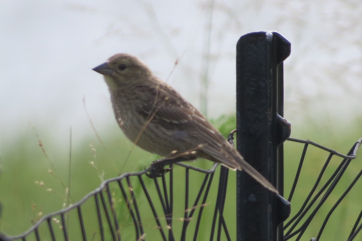 House Finch - ML65333071