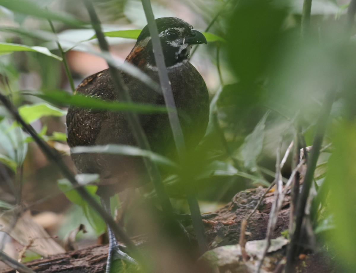 Tacarcuna Wood-Quail - ML653334578