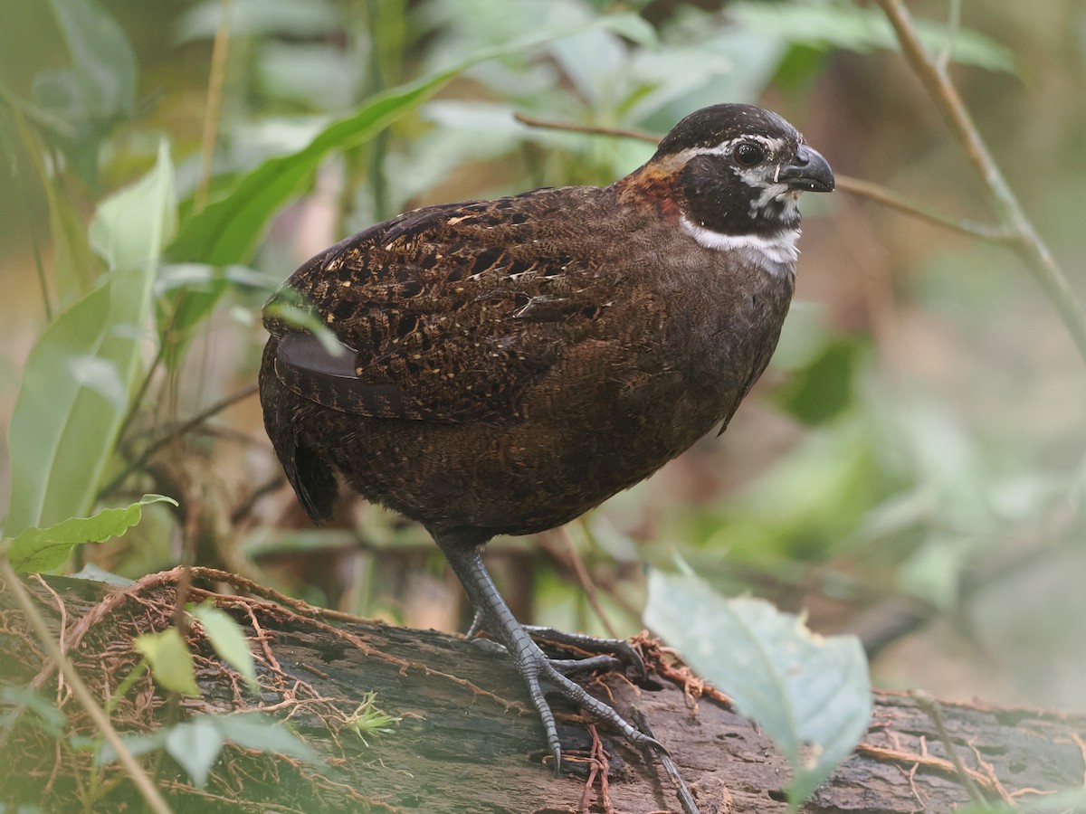 Tacarcuna Wood-Quail - ML653334621