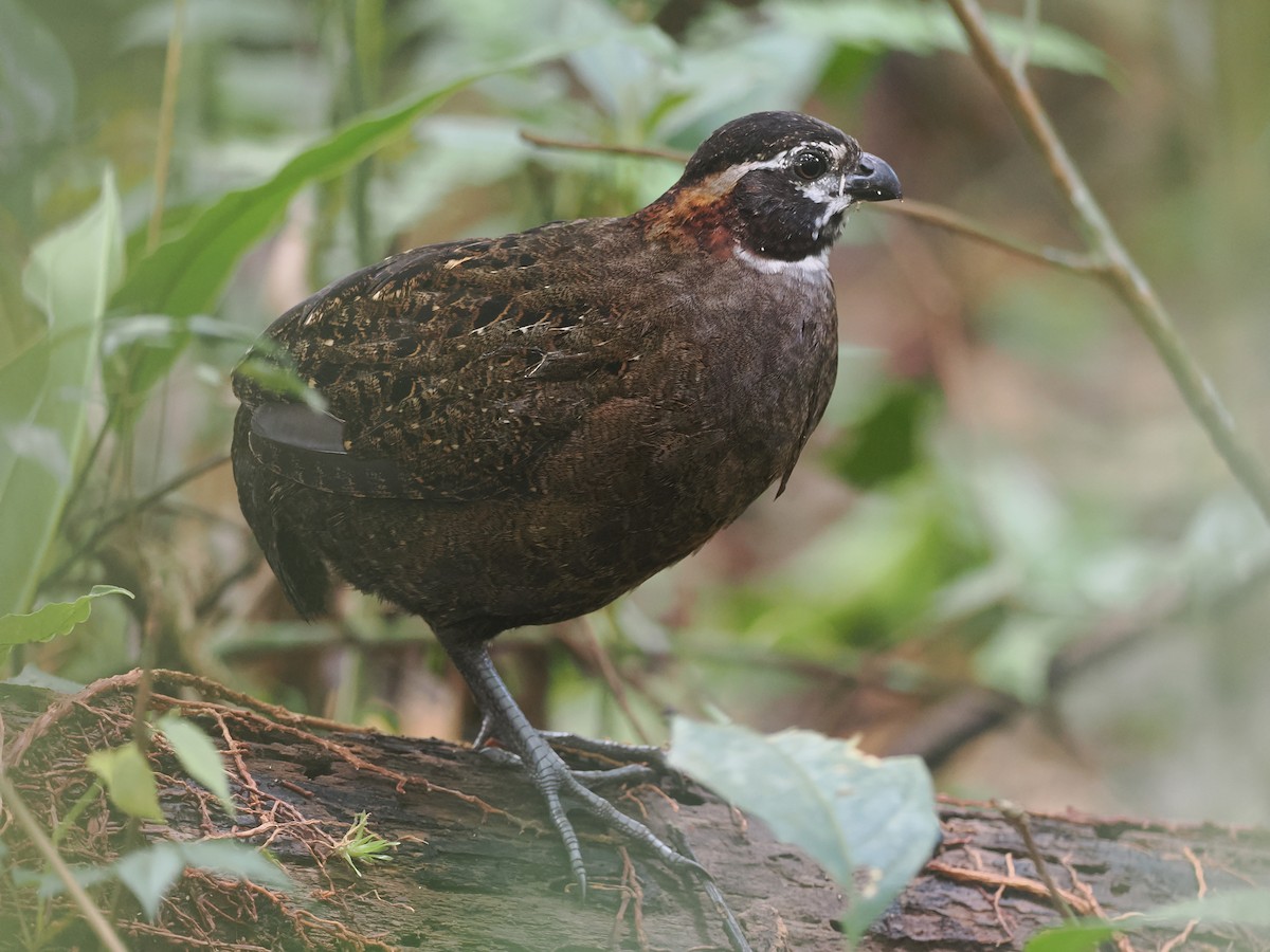 Tacarcuna Wood-Quail - ML653334641