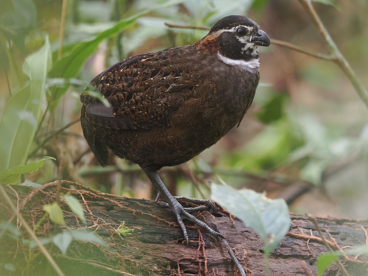 Tacarcuna Wood-Quail - ML653334683