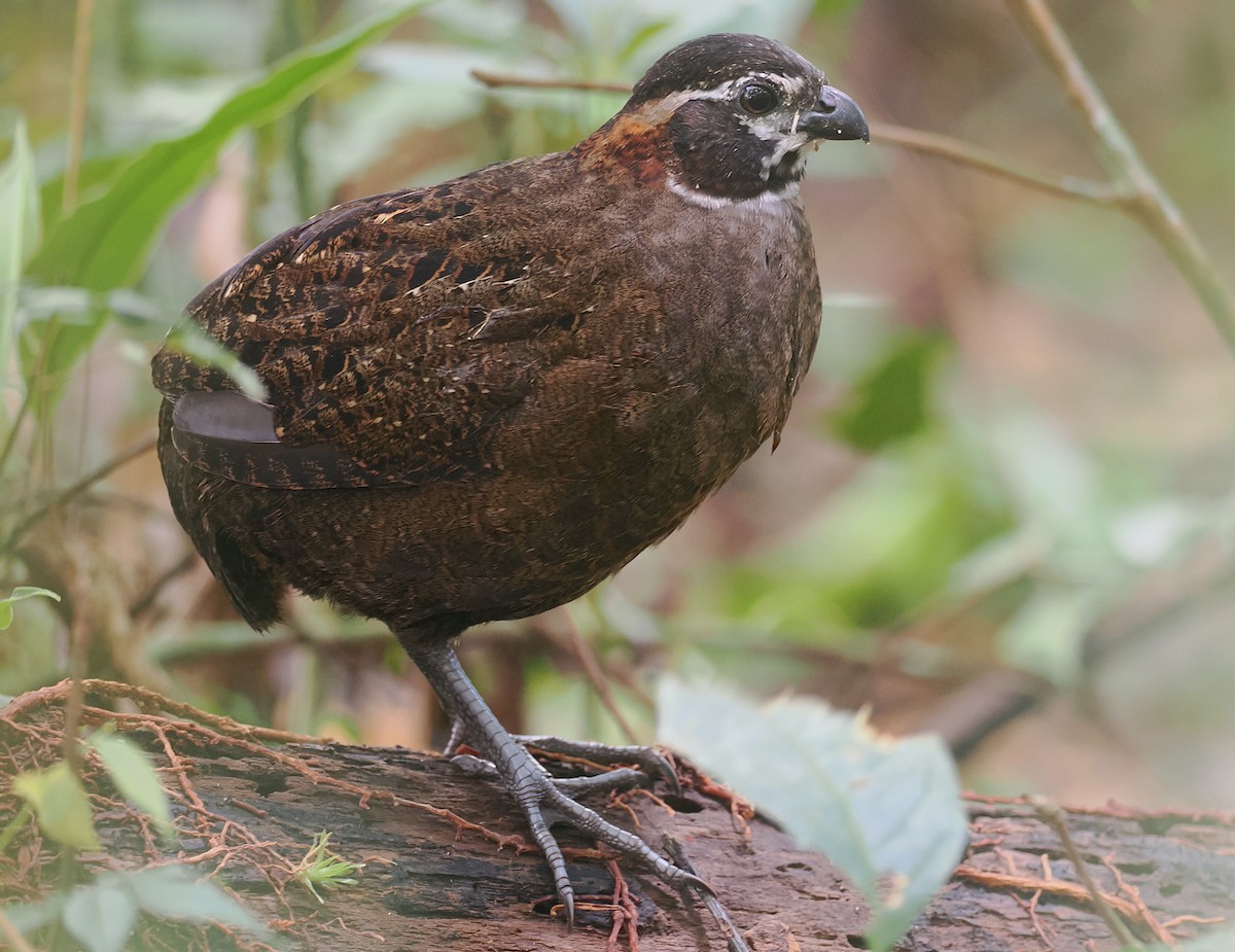 Tacarcuna Wood-Quail - ML653334708