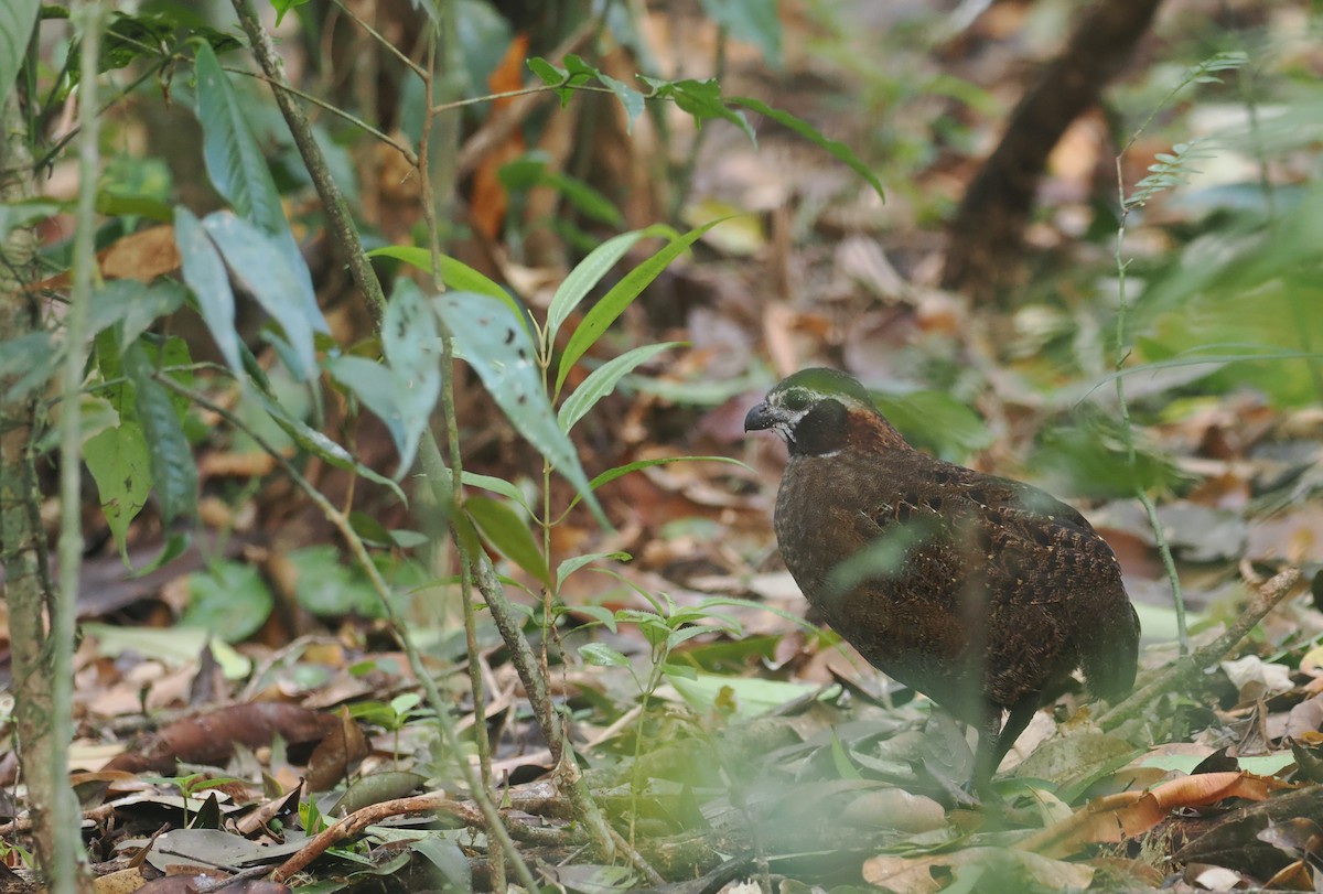 Tacarcuna Wood-Quail - ML653334776