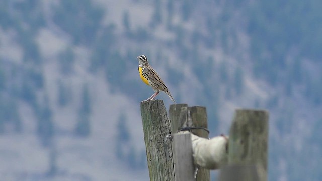Western Meadowlark - ML653337409