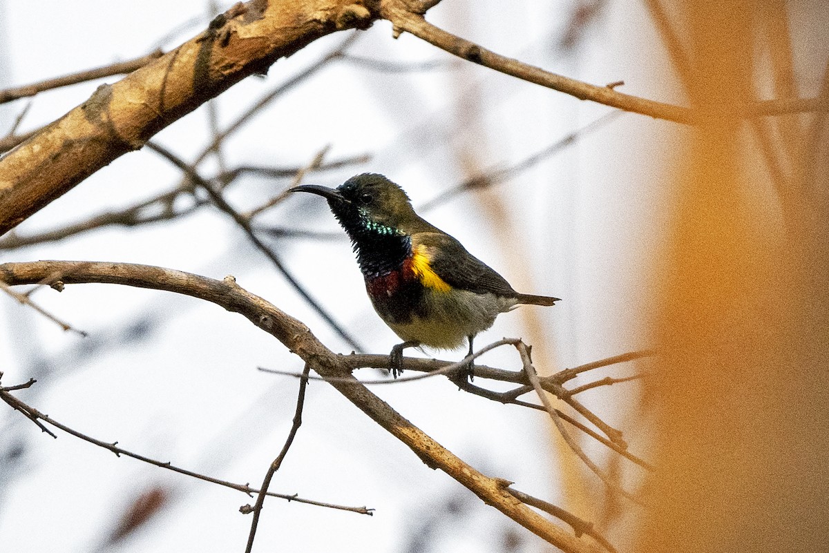 Ornate Sunbird (Cream-bellied) - ML653338936