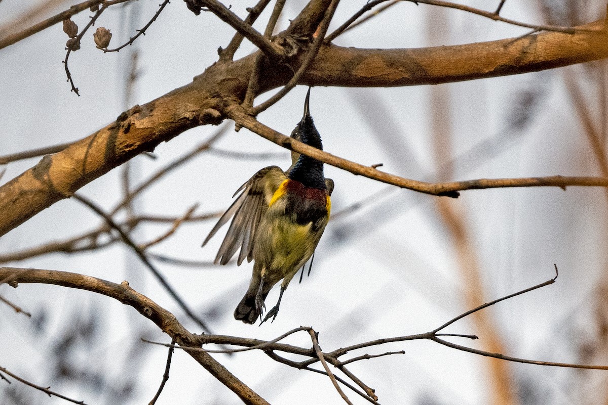 Ornate Sunbird (Cream-bellied) - ML653338938