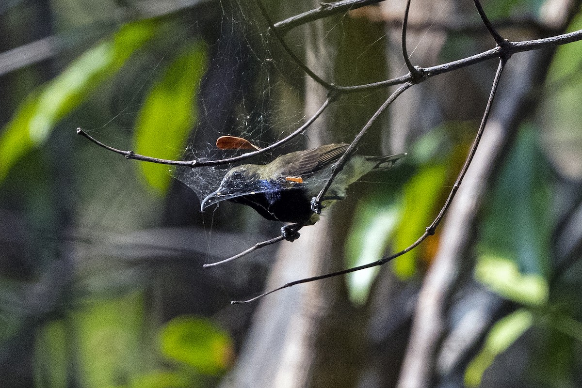 Ornate Sunbird (Cream-bellied) - ML653339001