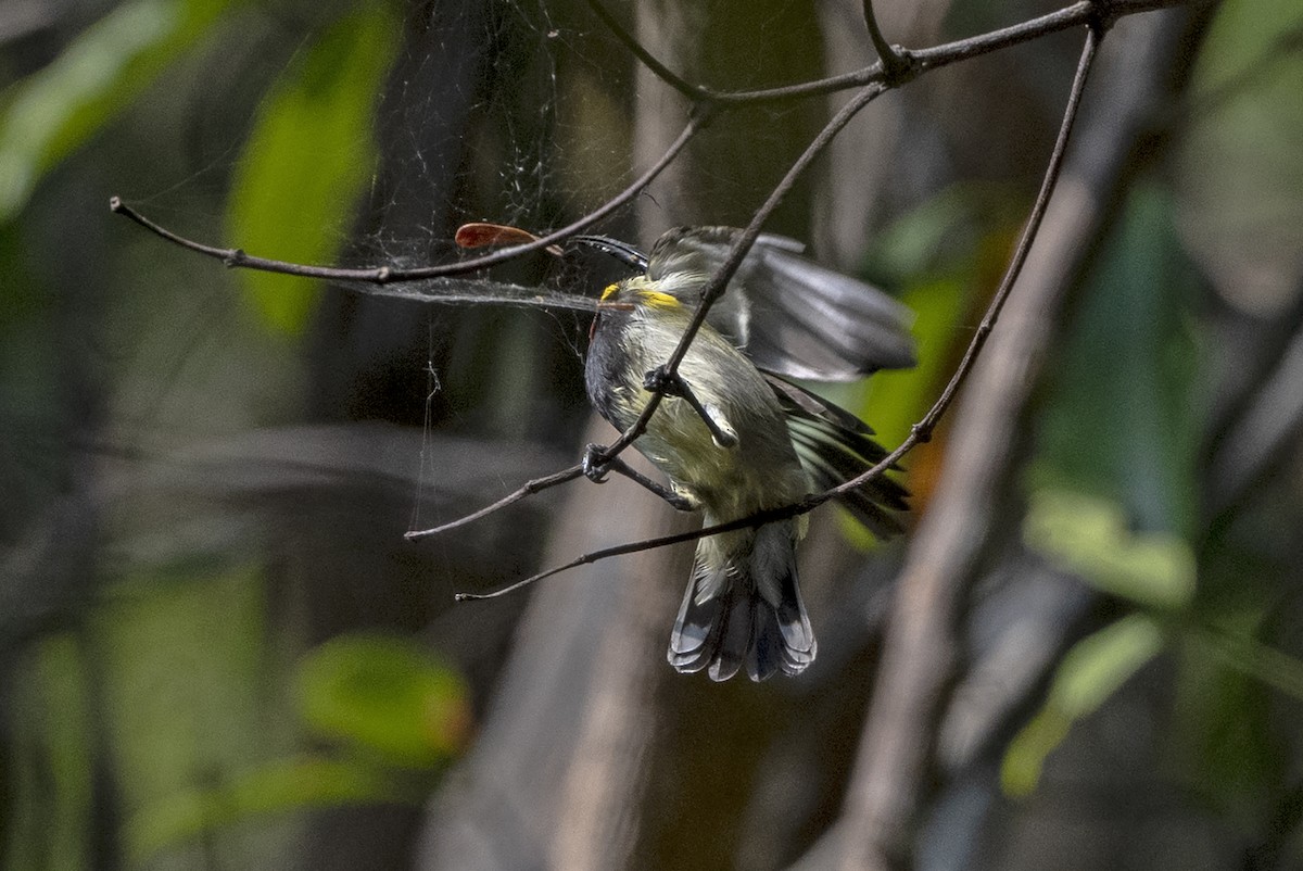 Ornate Sunbird (Cream-bellied) - ML653339007