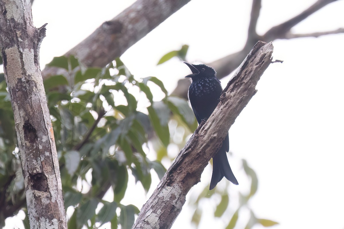 Palawan Drongo - ML653341909