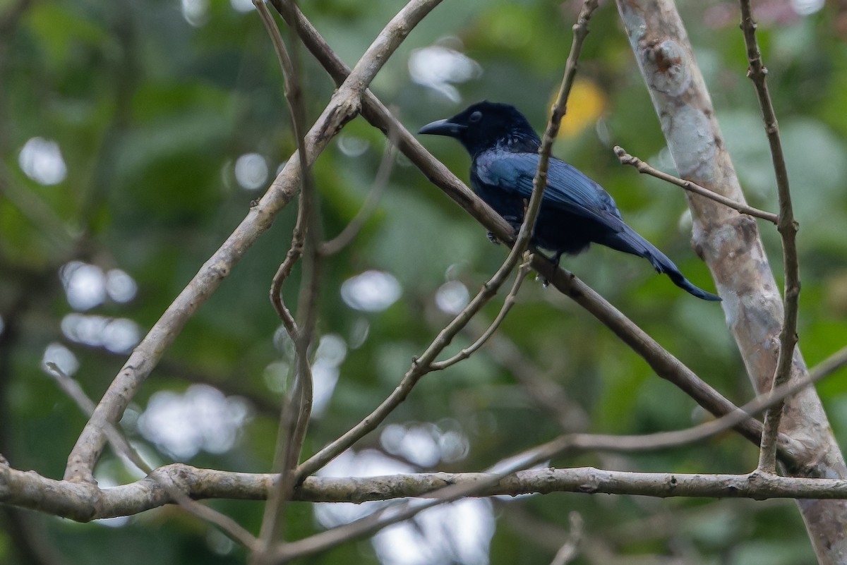 Palawan Drongo (Palawan) - ML653343836