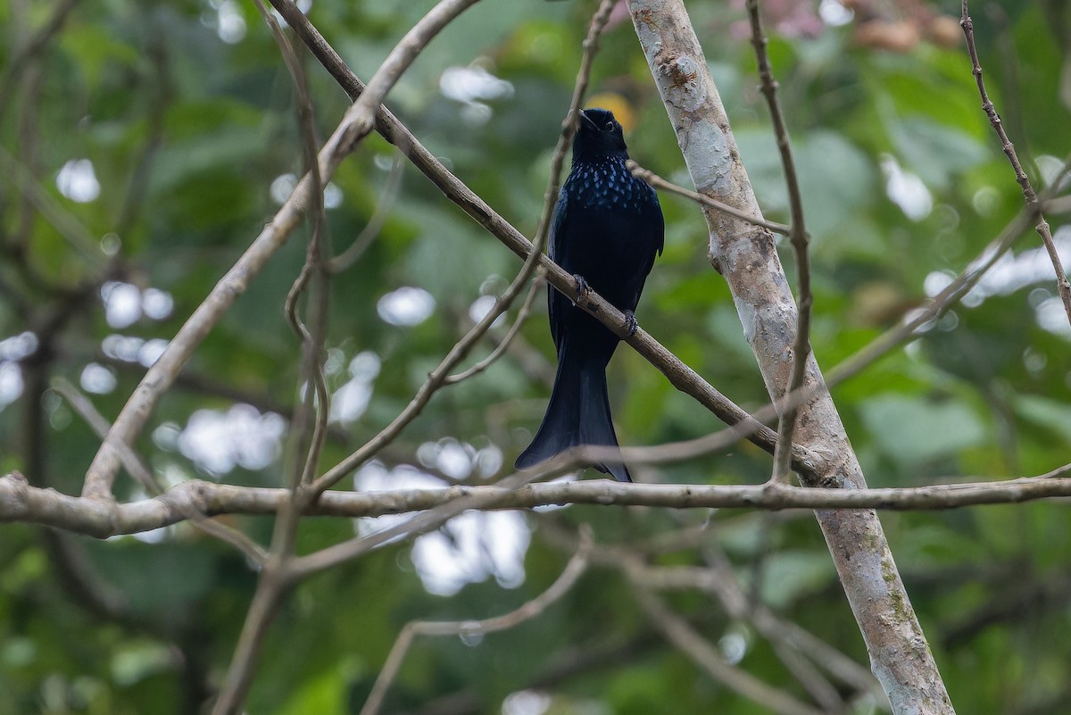 Palawan Drongo (Palawan) - ML653343837