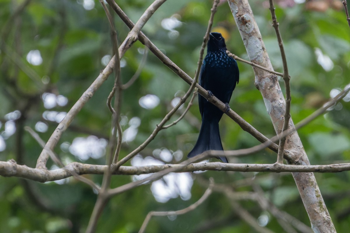 Palawan Drongo (Palawan) - ML653343838