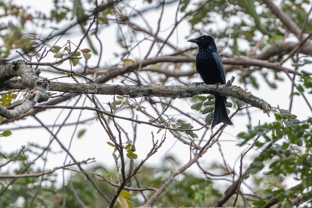 Palawan Drongo (Palawan) - ML653343839