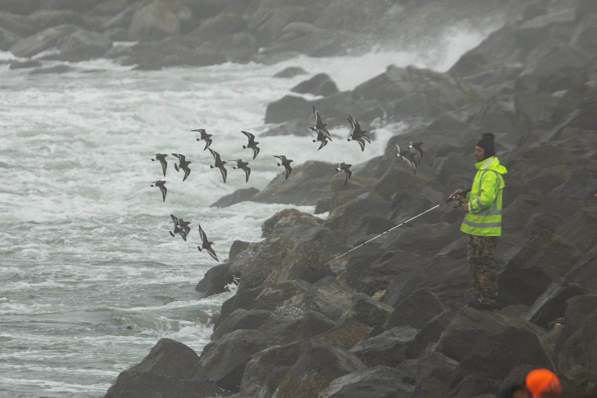 Surfbird - ML653343924