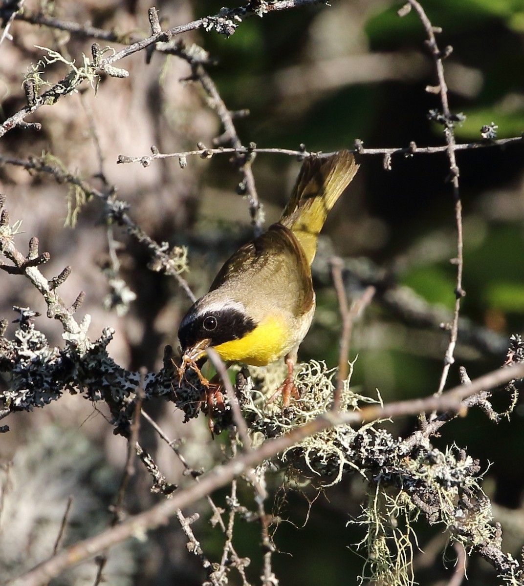 Common Yellowthroat - ML65334471