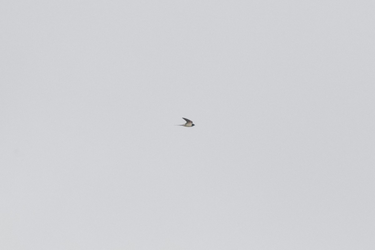 Barn Swallow - ML653345486