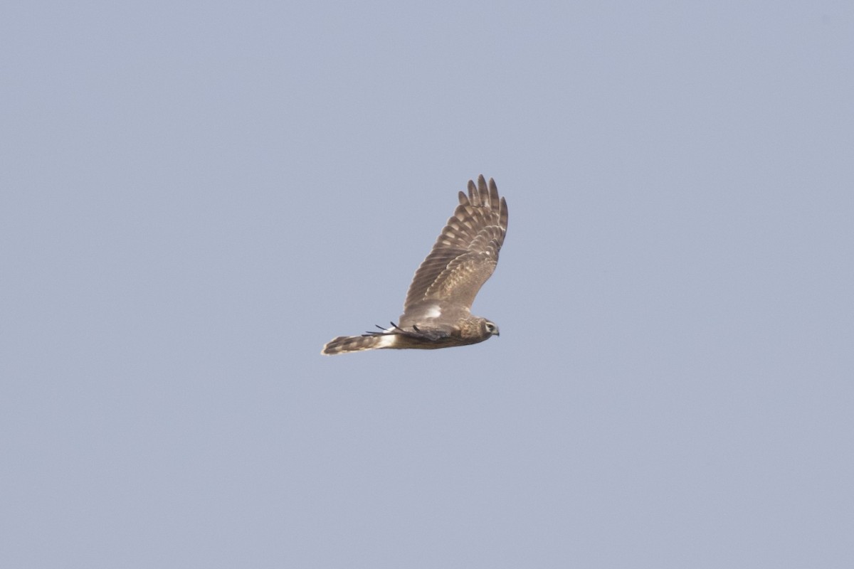 Hen Harrier - ML653345617