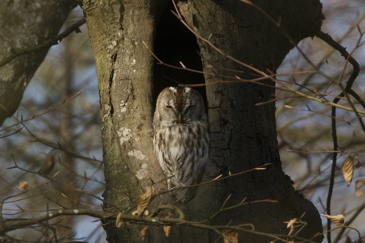 Tawny Owl - ML653345649