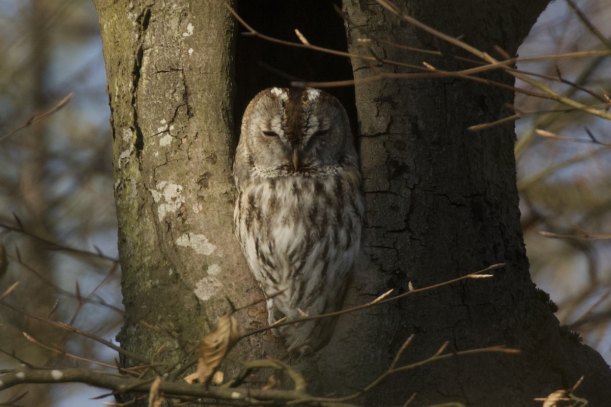 Tawny Owl - ML653345899