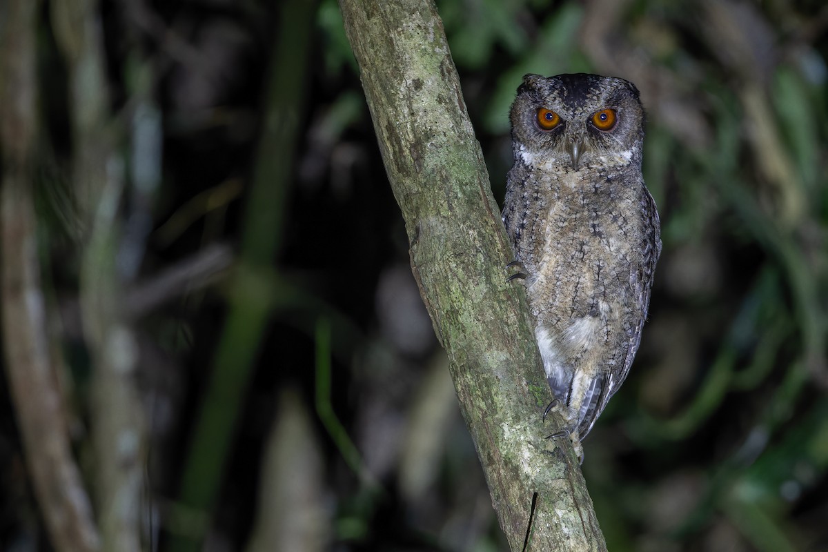 Autillo Orejudo de Mindanao - ML653346169