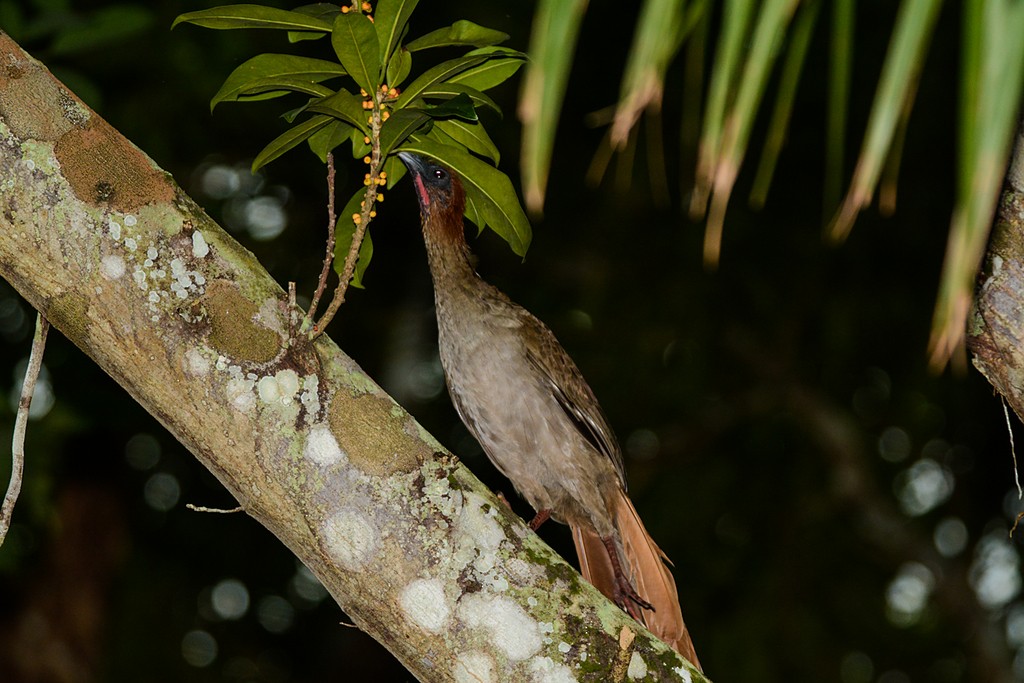 Chachalaca Guayanesa - ML653347154