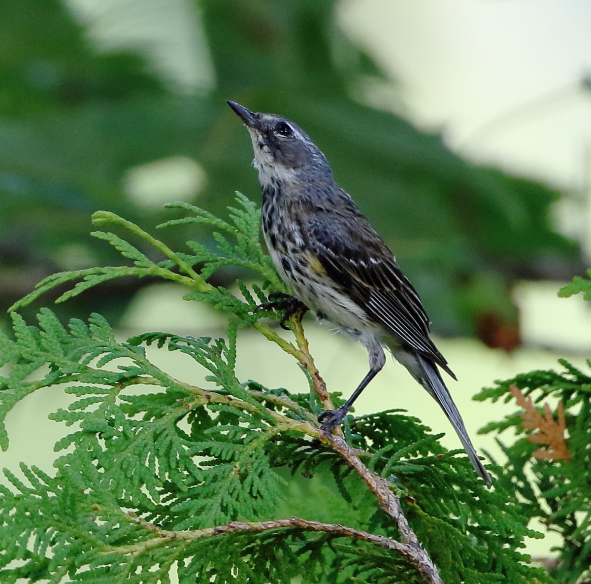 Yellow-rumped Warbler - David Bird