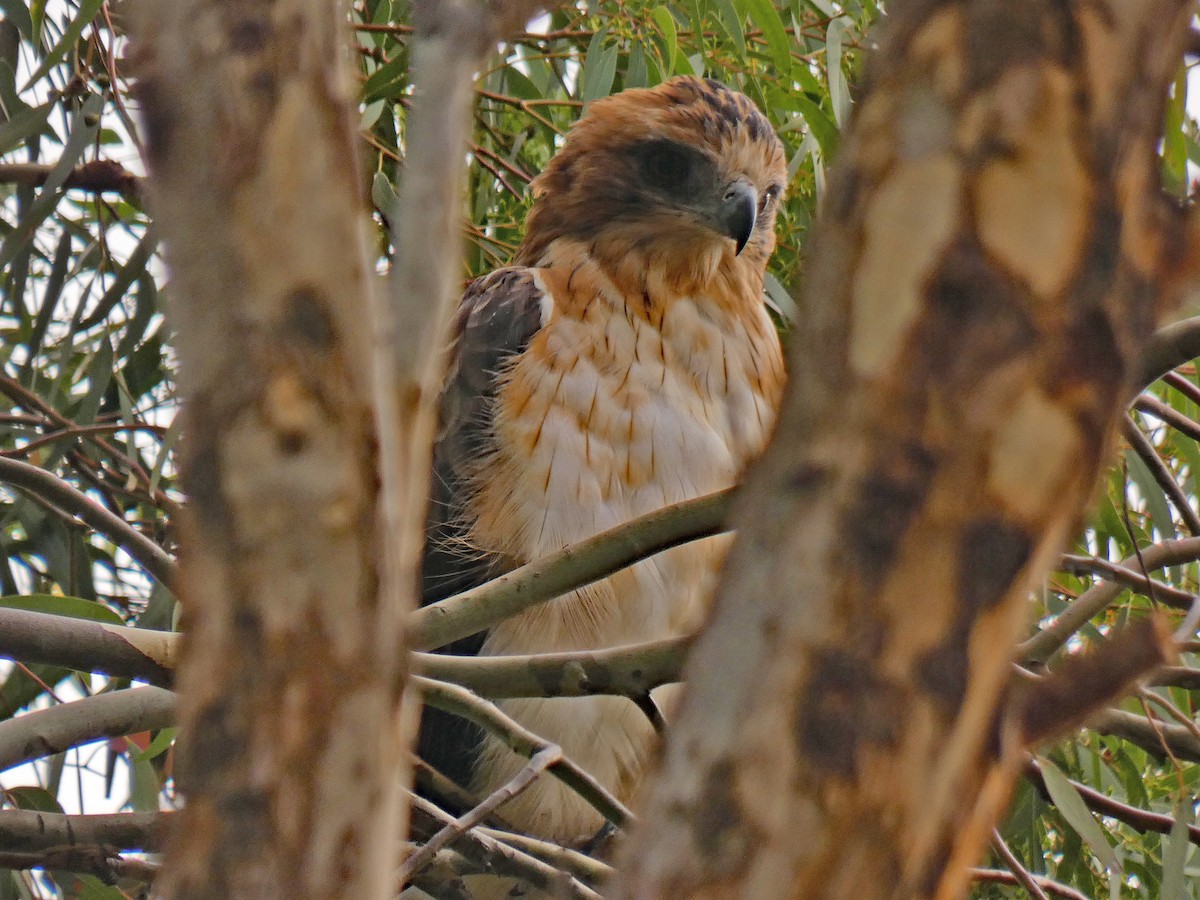 Little Eagle - ML653347699