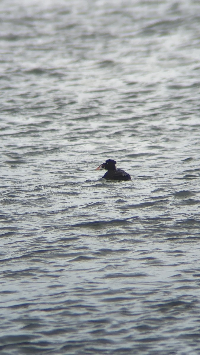 Surf Scoter - ML653350329