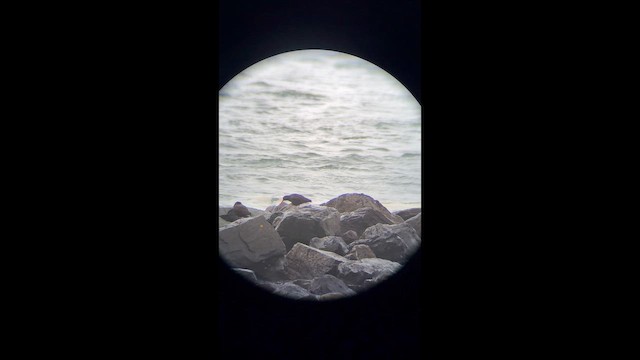 Black Oystercatcher - ML653350341