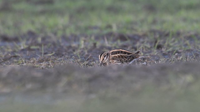 Баранець малий - ML653352625