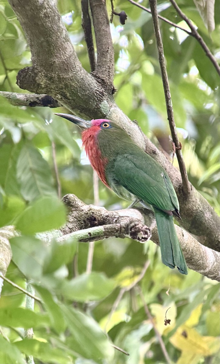 Abejaruco Barbirrojo - ML653352745