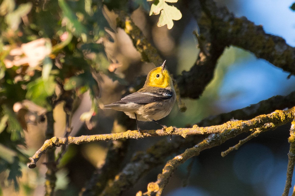 Hermit Warbler - ML65335341