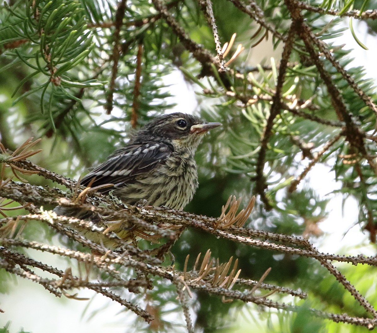 Yellow-rumped Warbler - David Bird