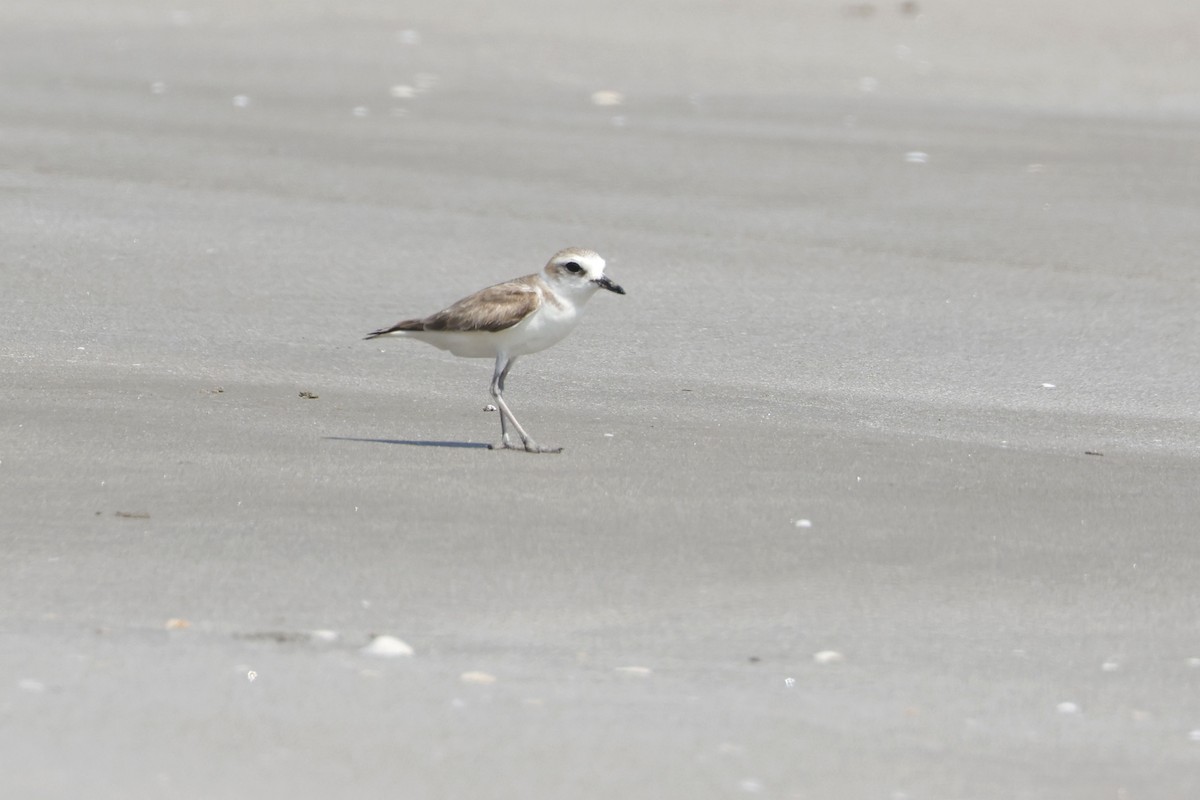 White-faced Plover - ML653355540