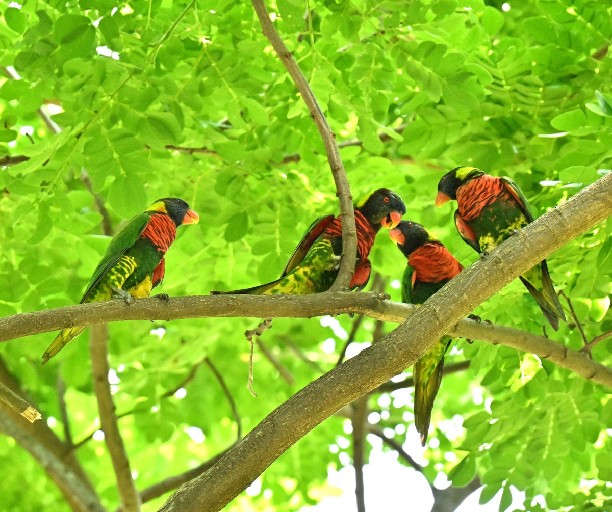 Coconut Lorikeet - ML653358272