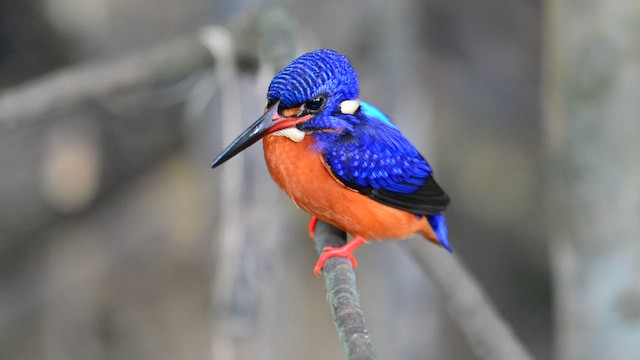 Blue-eared Kingfisher - ML653361674
